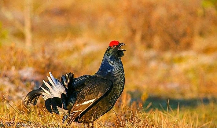 Березинский биосферный заповедник