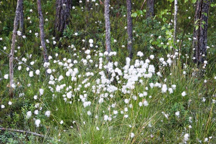 Национальный парк «Припятский»