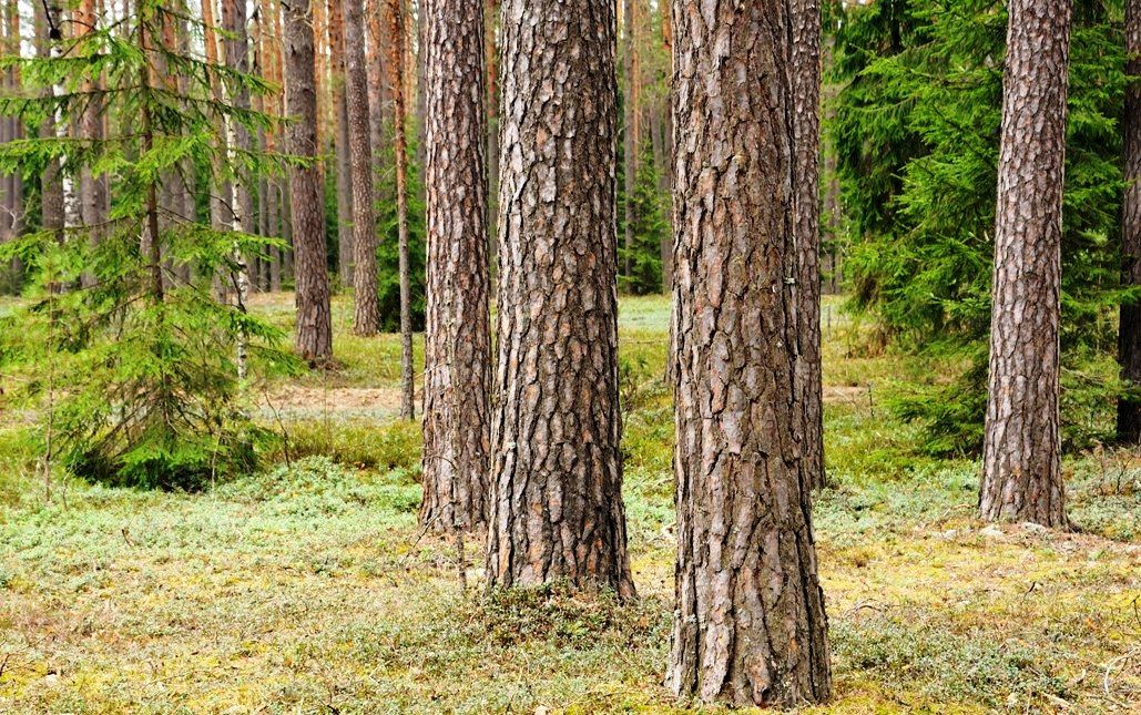 Березинский биосферный заповедник