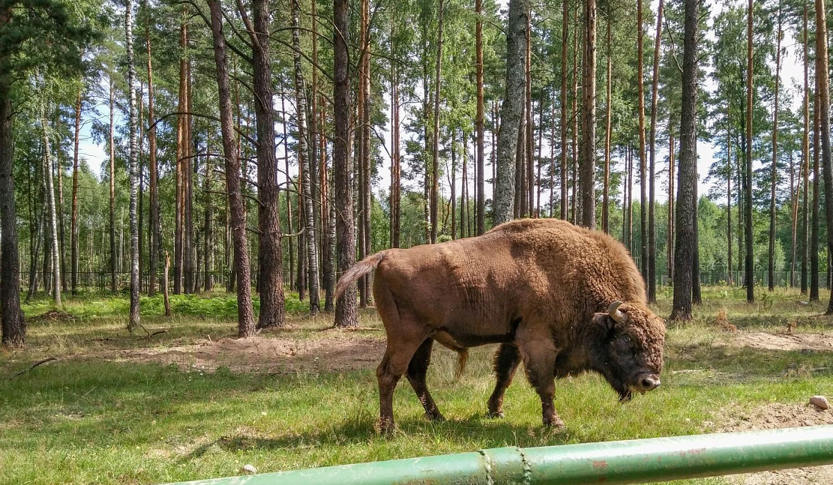 Березинский биосферный заповедник